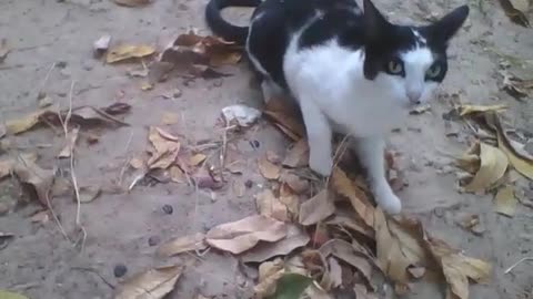 Female black and white cat keeps wallowing in the sand and leaves! [Nature & Animals]