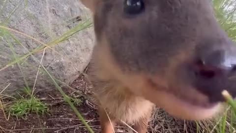 🐻👶 A baby pudu, The CUTEST Animal You'll Ever See! | FunFM