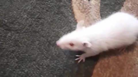 Funny rat