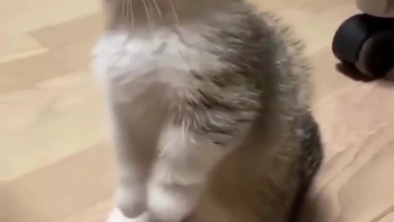 Funny Cat Videos That Will Make You Laugh Out Loud #shorts #cat #funnycats