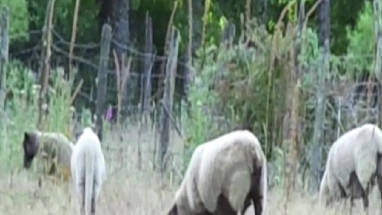 sheep