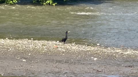Humber River summer residents