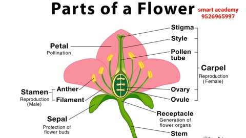 +2,Biology, Part Of A Flower