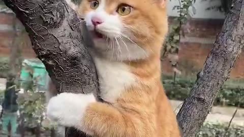 The tree climbing champion needs help, hehe