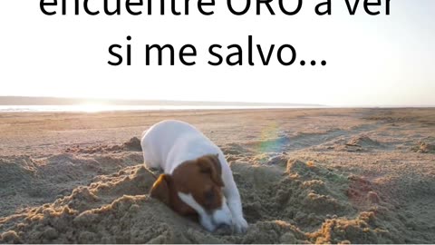 Cuando lo mando a mi perro para que encuentre oro #humor #perrosdivertidos