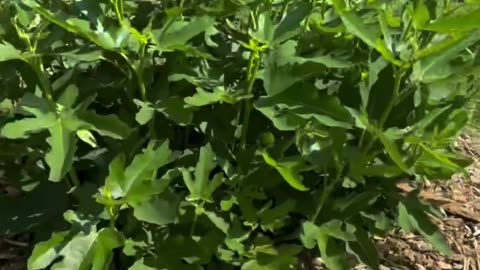 STOP wasting money on store-bought fruit! 🍎💰 Grow these instead! 🌳❄️