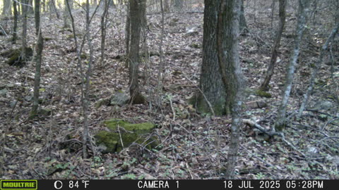 More Black Bear