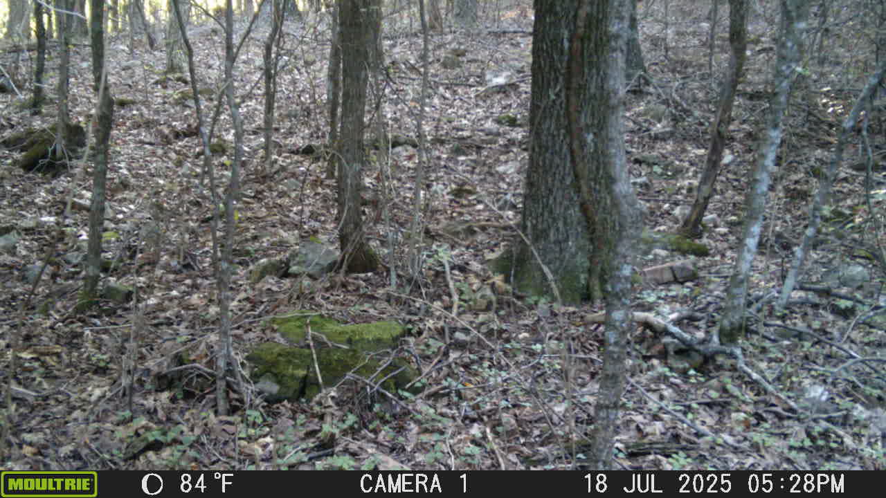 More Black Bear