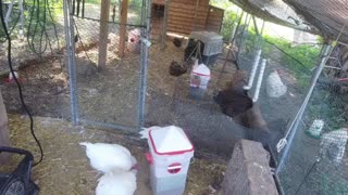Chicken Live Stream