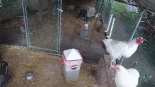 Chicken Live Stream