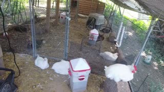 Chicken Live Stream
