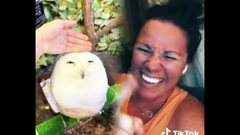 All different kinds of owls