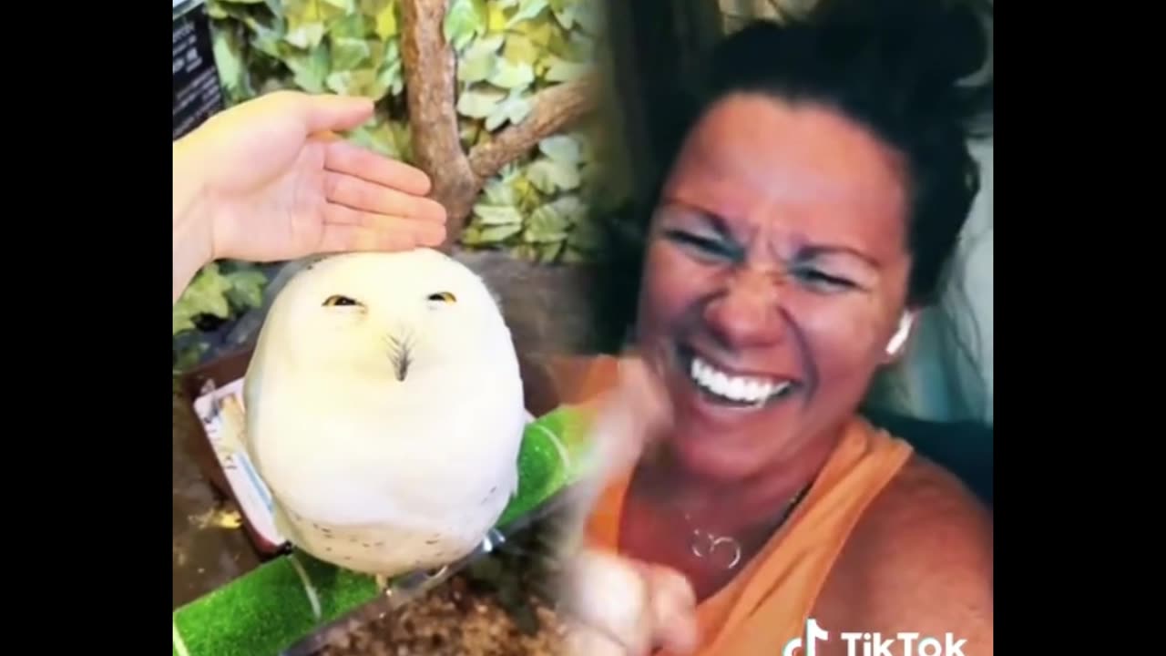 All different kinds of owls