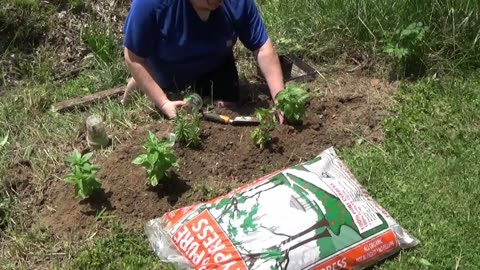 Donating some of my plants to the park