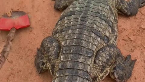 Crocodiles are afraid of shovels.