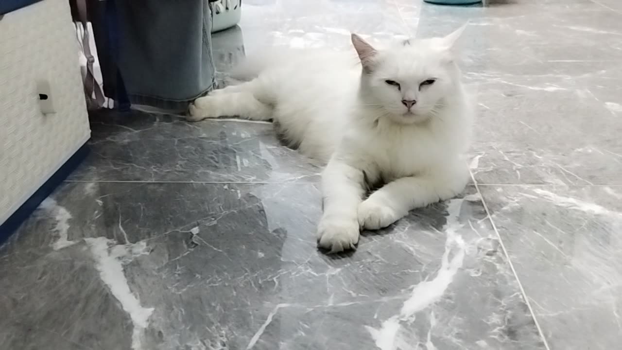 Cat animal