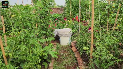 Double The Yield Of Tomatoes, Cucumbers And Other Vegetables. Just Give Them This Drink