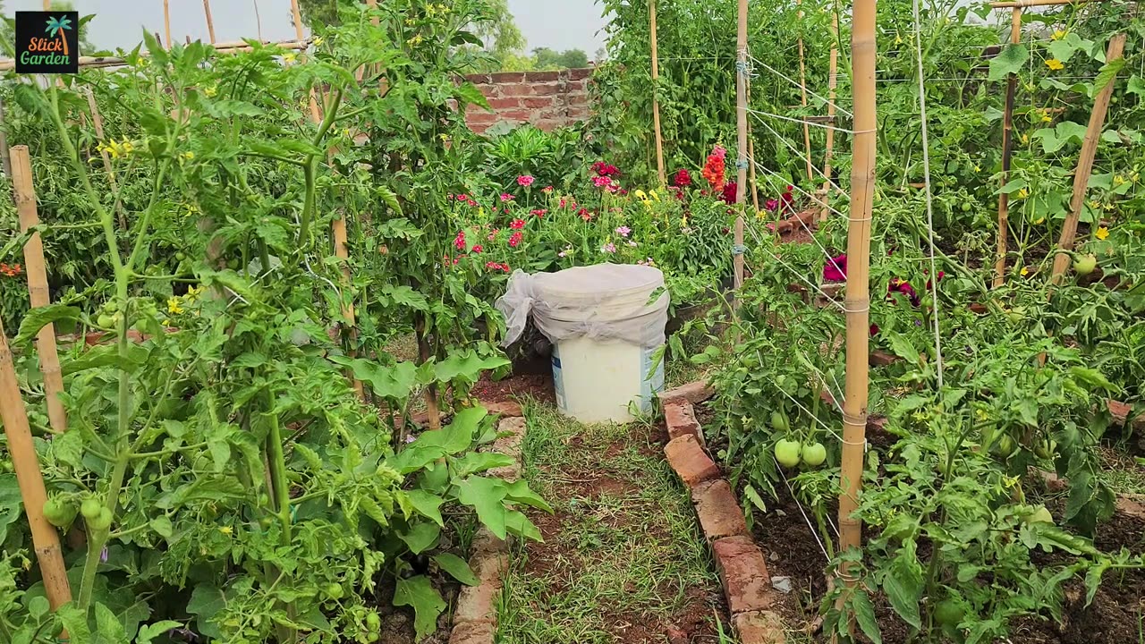 Double The Yield Of Tomatoes, Cucumbers And Other Vegetables. Just Give Them This Drink