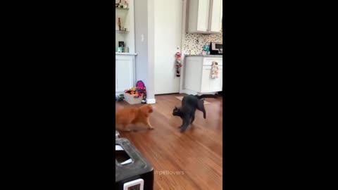 Whisker Wackos: Funny Cat Clips to Make You LOL!