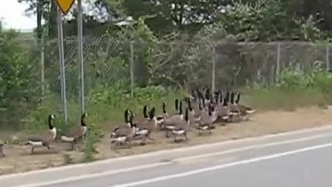 Geesebusters.com - Controlling geese during the molt, June - July