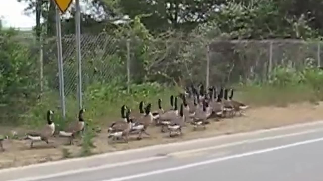 Controlling geese during the molt June - July , www.geesebusters.com