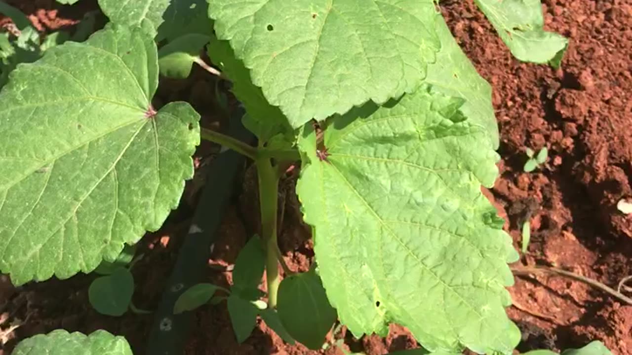 If there are butterflies, there are worms.