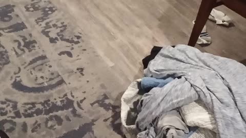 @itsyoboyandrew, the fact that Mike Gimson 1984 & Mickeyloveskevin are armed & I'm not makes them chickenshits!