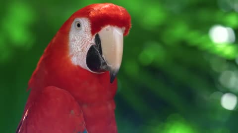 The Gift of Nature | A Heartfelt Story About Caring for the Earth