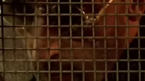 Gary Oldman scares EVERYONE in Leon (1994)