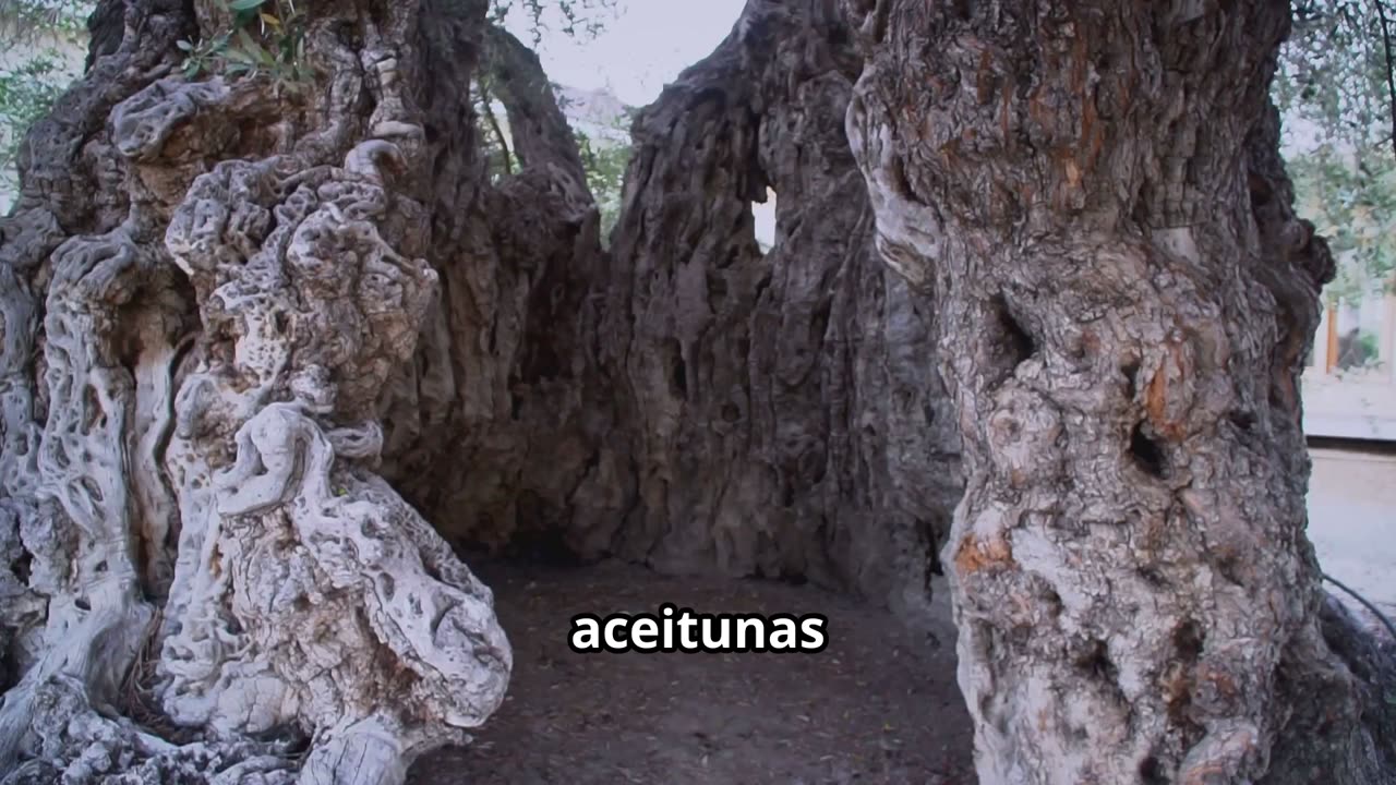 🫒 La Aceituna: Un Pequeño Tesoro | Lectura Educativa para Niños con Imágenes IA 🌿