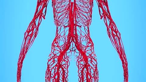 How Long Are Your Blood Vessels? 🤔