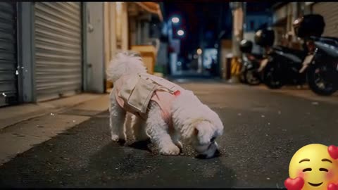 The lost puppy has finally been found =)))