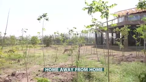 Vantara, a unique wildlife conservation