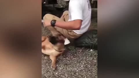 Funniest Animals 2025 😂 New Funny Cats and Dogs Videos