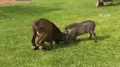 "Wild Boar vs. Baby Buffalo – Who’s Stronger? 🐗🐃🔥"