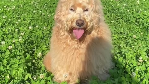 Cute dogs