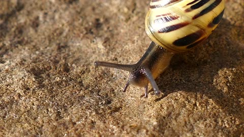 Snail moving slowly