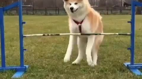 funny animals