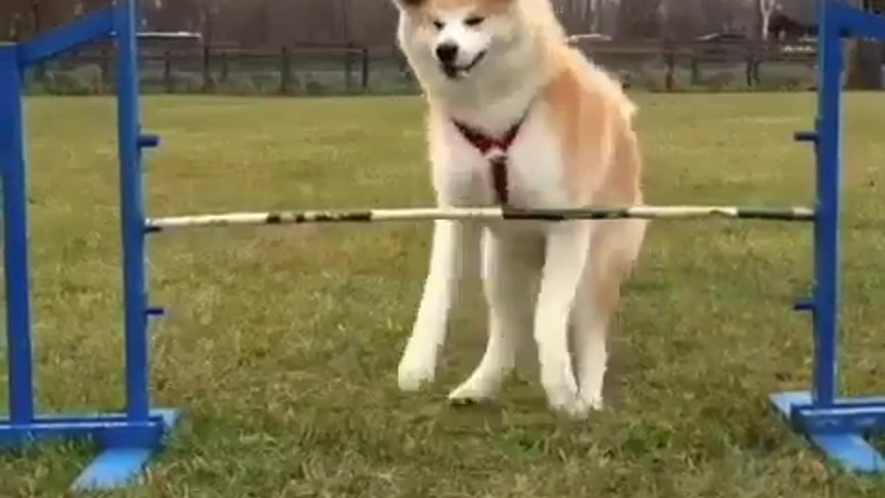 funny animals