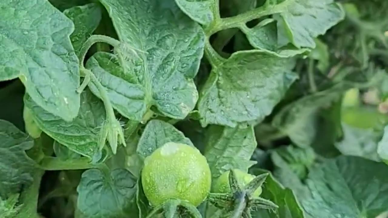 Micro Tomatoes Growing in our Greenstalk Vertical Planter