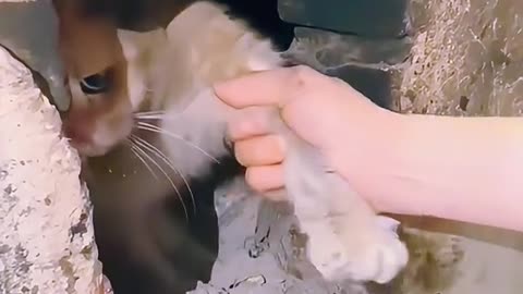 Dog's Comedy Videos 🤣 so cute videos 😍 funny videos 🤣