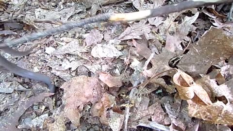 Relocating a snake while cleaning a yard