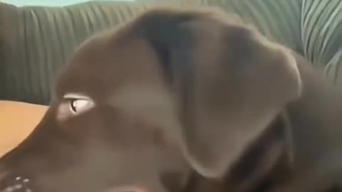 Dogs Getting Funnier Each Day