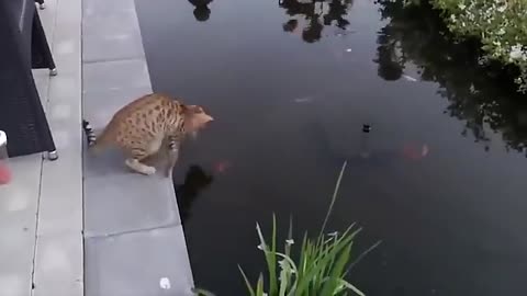 Cats