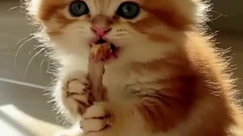 funny kitty