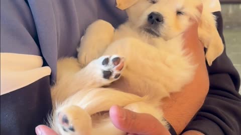 😂🐶 Scrappy-Doo IRL: The Real Life Version! | FunFM