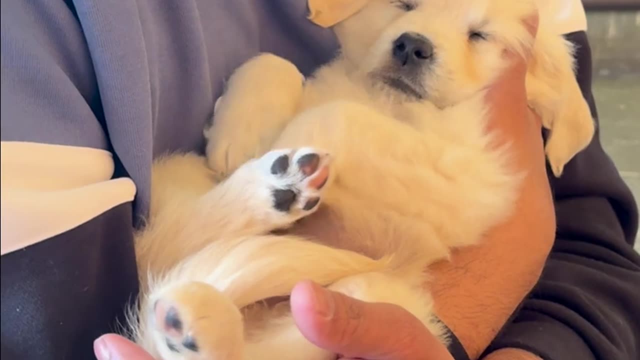 😂🐶 Scrappy-Doo IRL: The Real Life Version! | FunFM