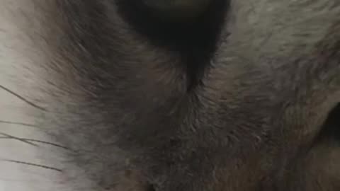 🔥 **"This Cat Just Licked the Future… And It Tastes Like Chaos."**