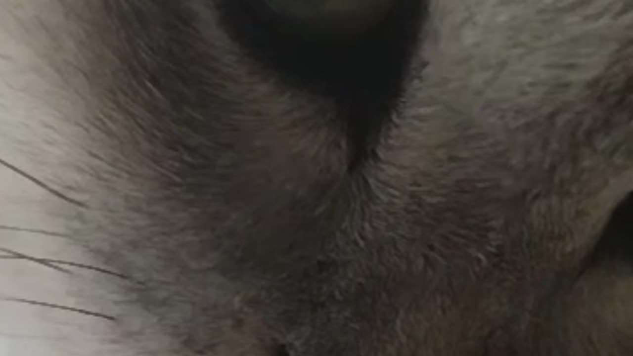 🔥 **"This Cat Just Licked the Future… And It Tastes Like Chaos."**