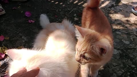 found a cat on the side of the road